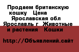 Продаем британскую кошку › Цена ­ 4 000 - Ярославская обл., Ярославль г. Животные и растения » Кошки   